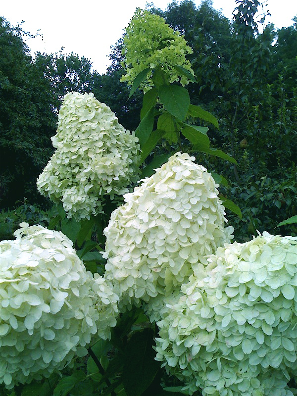 limelite 2 photo