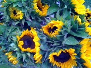 sunflower photo