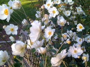 j.anemome2photo