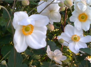 j.anemone photo