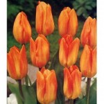 orange emperor