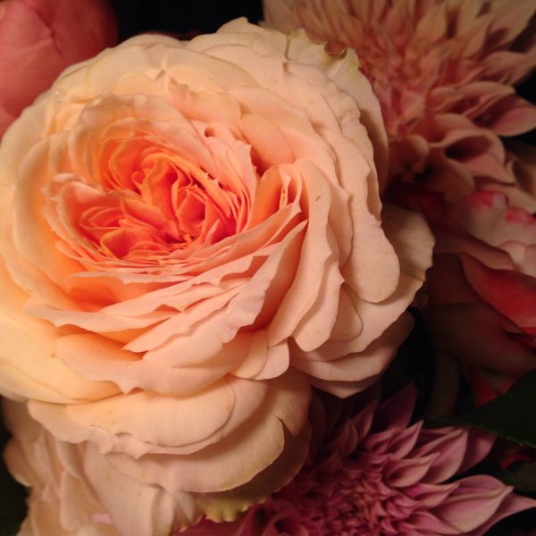 Heaven on Earth rose