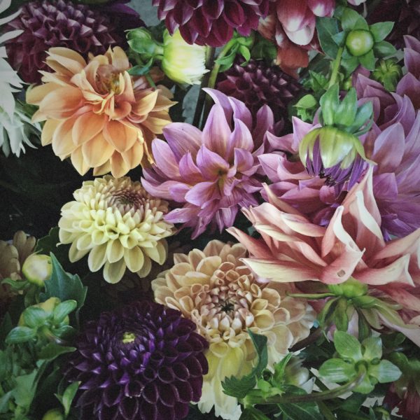 Dahlias