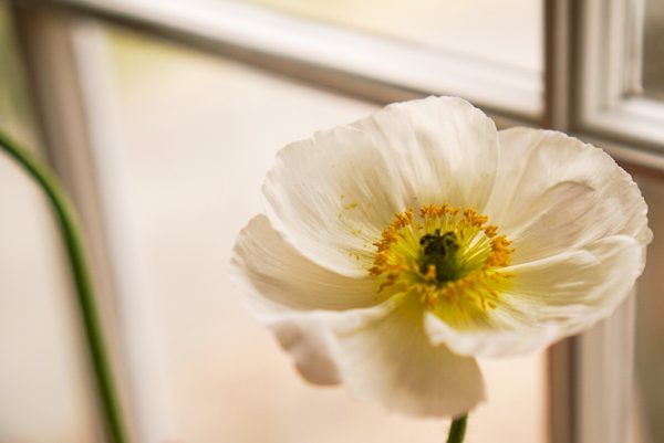 Poppies
