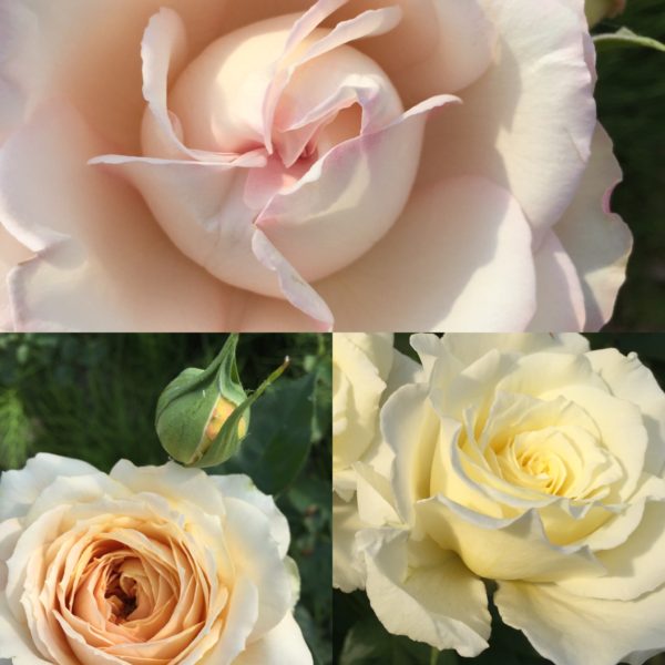 Roses