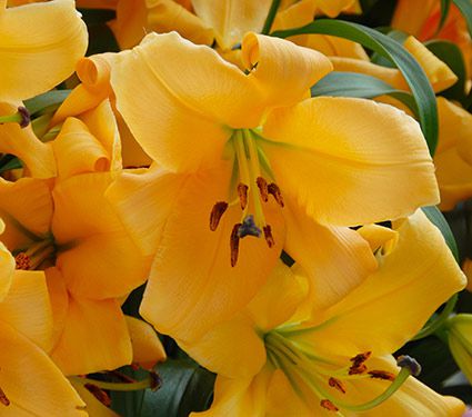 lily – saltarello – Cedar Farm Wholesale