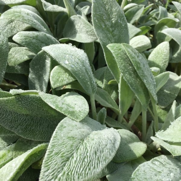 Lambs ear