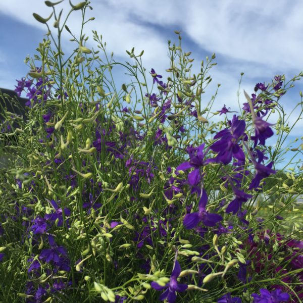 Blue cloud larkspur