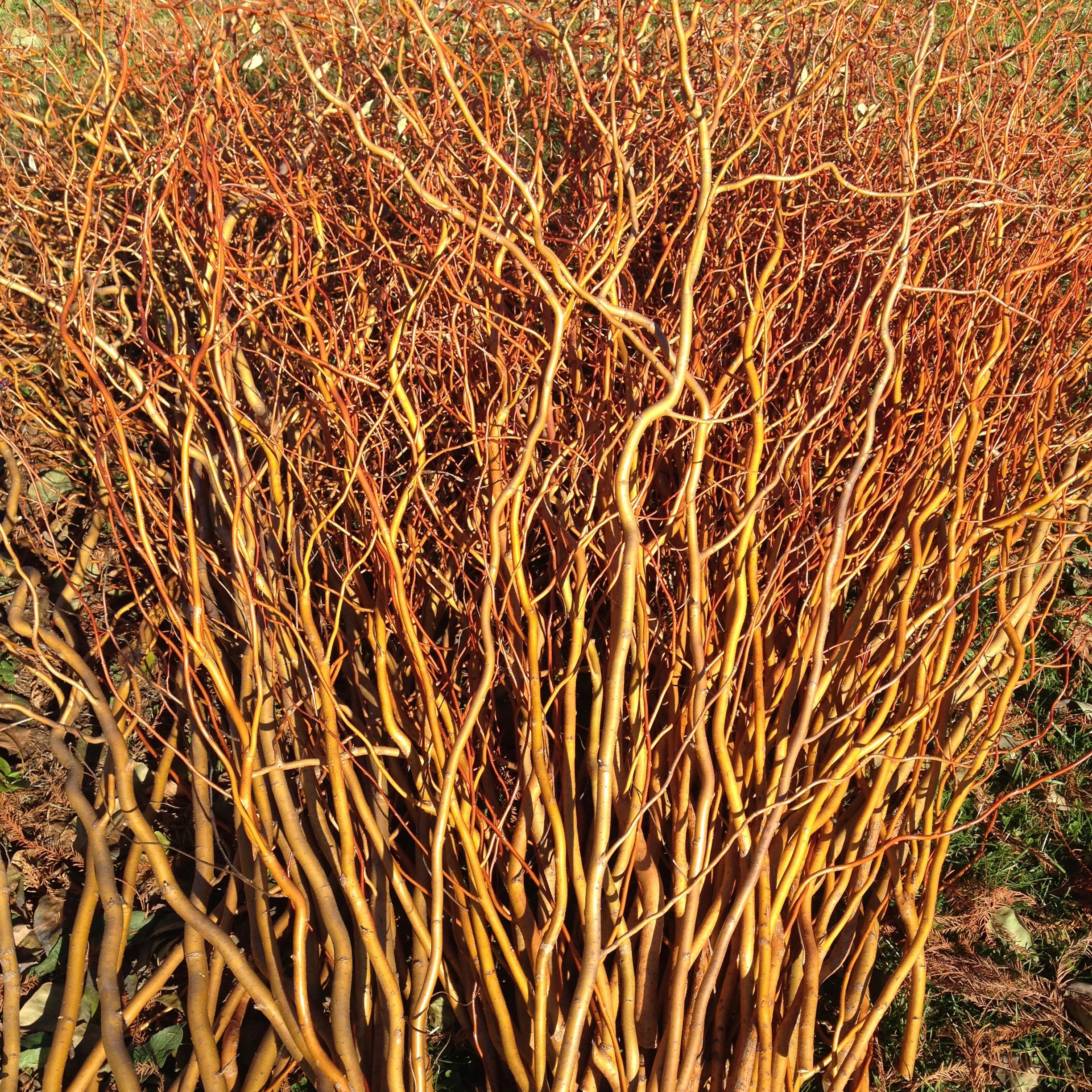Curly willow adds shade, visual interest to the garden – Redlands Daily  Facts