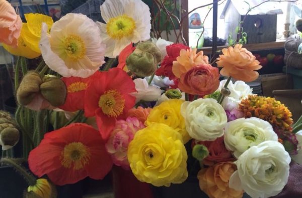 Poppies