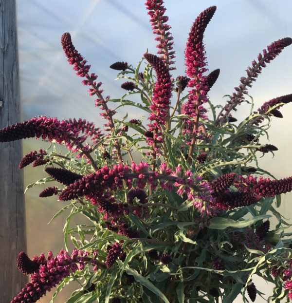 Lysmachia beaujoulais