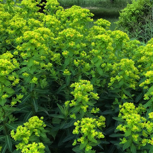 Euphorbia 24"