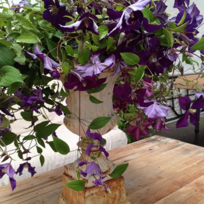 clematis pirouette