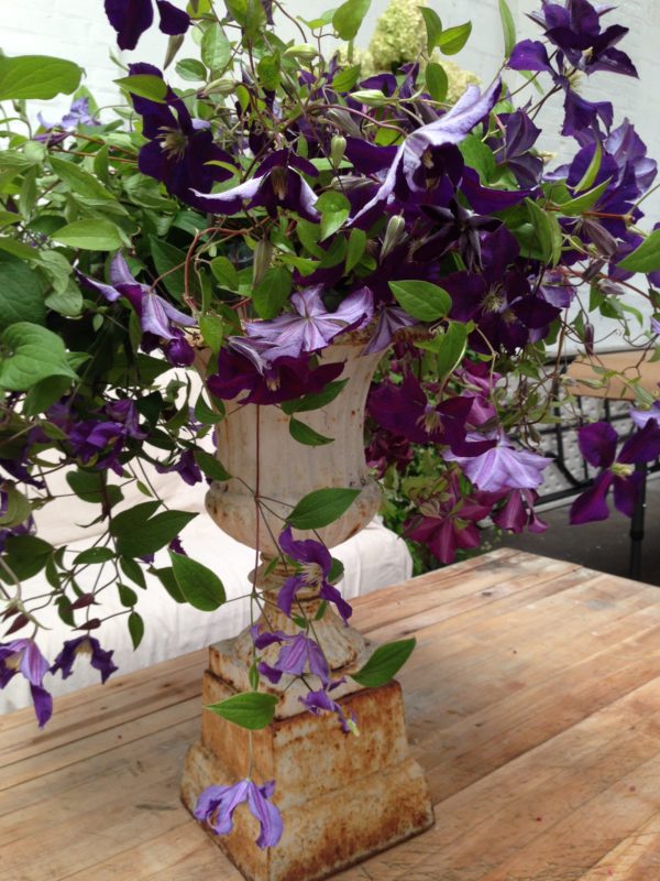 clematis pirouette