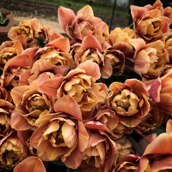 Tulips